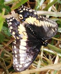 Papilio polyxenes image