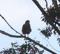 Buteogallus meridionalis image