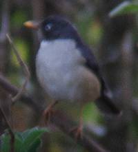 Turdus reevei image