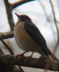 Turdus reevei image