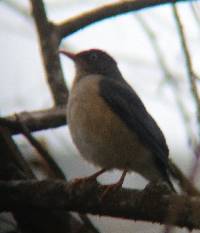 Turdus reevei image