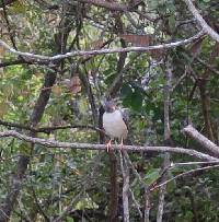 Turdus reevei image