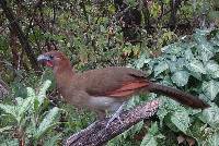 Ortalis erythroptera image