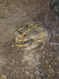 Rhinella horribilis image