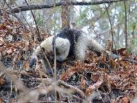 Tamandua mexicana image