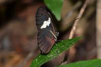 Heliconius himera image