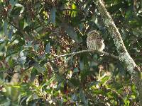 Glaucidium peruanum image