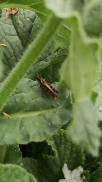 Baeacris punctulata image