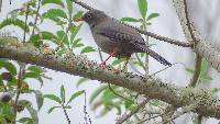 Turdus fuscater image