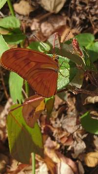 Dryas iulia image