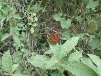 Anartia amathea image