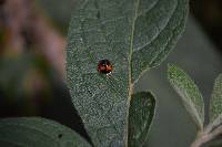 Plagiometriona coccinelloides image