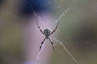 Argiope argentata image