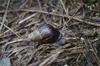 Lissachatina fulica image