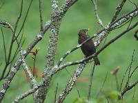 Turdus maculirostris image