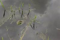 Lithobates catesbeianus image