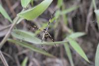 Argiope argentata image