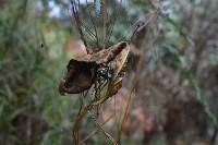 Araneus granadensis image