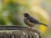 Turdus reevei image