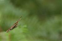 Anartia amathea image