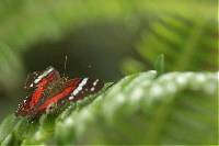 Anartia amathea image