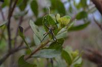 Argiope argentata image