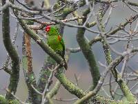 Aratinga erythrogenys image