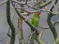 Aratinga erythrogenys image