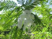 Cephisus siccifolius image