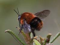 Bombus rubicundus image