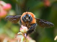 Bombus rubicundus image