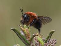 Bombus rubicundus image