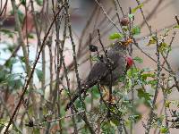 Turdus fuscater image