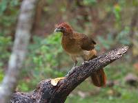 Ortalis erythroptera image