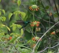 Colibri coruscans image