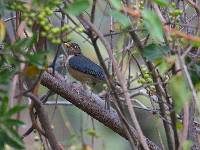 Turdus reevei image