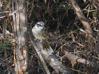 Mimus longicaudatus image