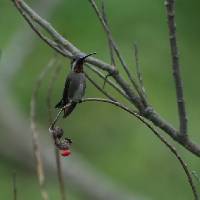 Heliomaster longirostris image