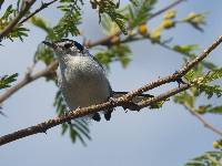 Polioptila plumbea image