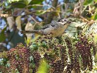 Atlapetes leucopterus image