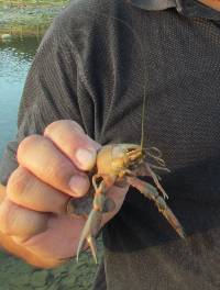 Cherax quadricarinatus image