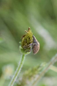 Gonipterus platensis image