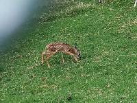 Odocoileus virginianus image