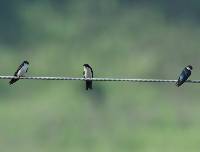 Notiochelidon cyanoleuca image