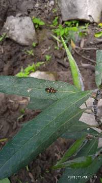 Oncopeltus cingulifer image