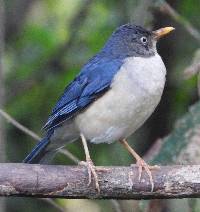 Turdus reevei image