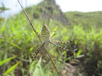 Argiope trifasciata image