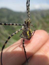 Argiope trifasciata image