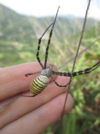 Argiope trifasciata image