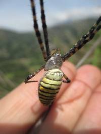 Argiope trifasciata image